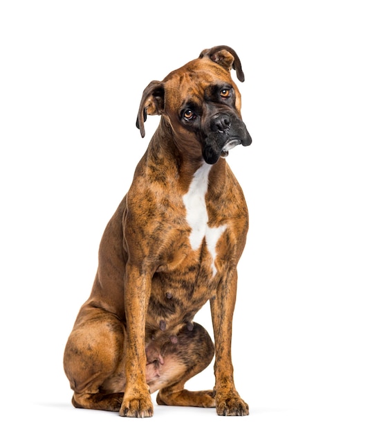 Boxer sitzt vor weißem Hintergrund