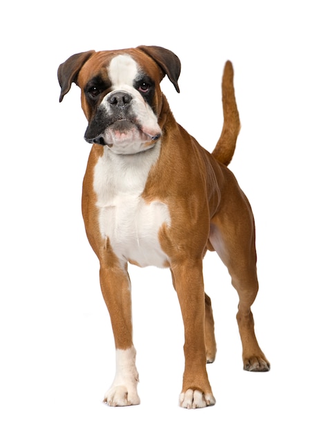 Boxer