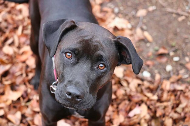 Foto boxerhund