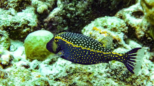 Boxfish (Ostracion cubicus) nas Maldivas.