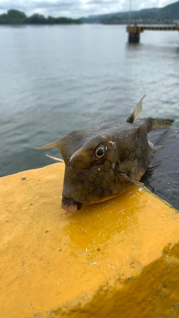 Boxfish ou Longhorn Cowfish