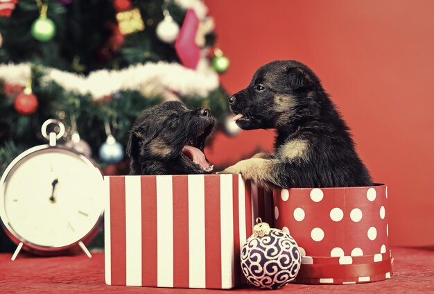 Boxing day e festa de Natal de inverno.