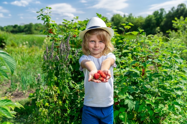 Boy sostiene varias fresas maduras en sus manos