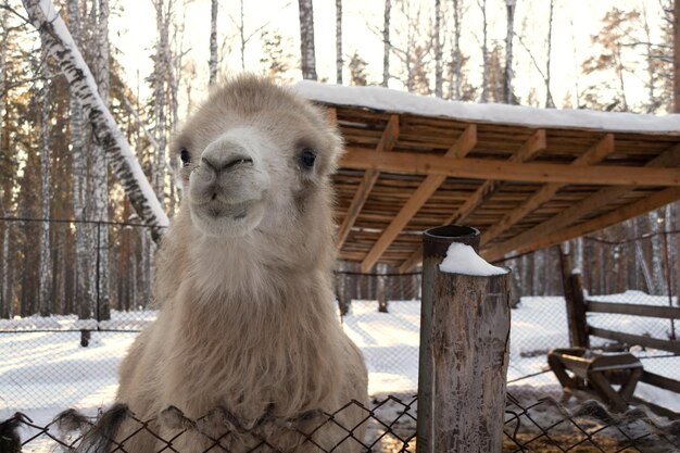 El bozal de un camello ligero en primer plano en una granja de invierno