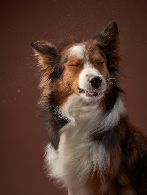 Bozal divertido border collie sobre fondo marrón perro fresco en estudio