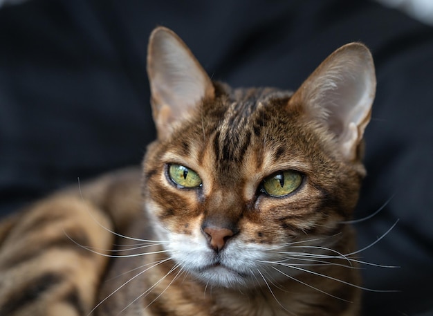 Bozal de gato de Bengala con rayas marrones claramente detallado