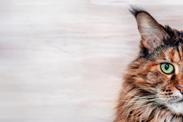 Bozal de gatos closeup media cara maine coon Copiar espacio