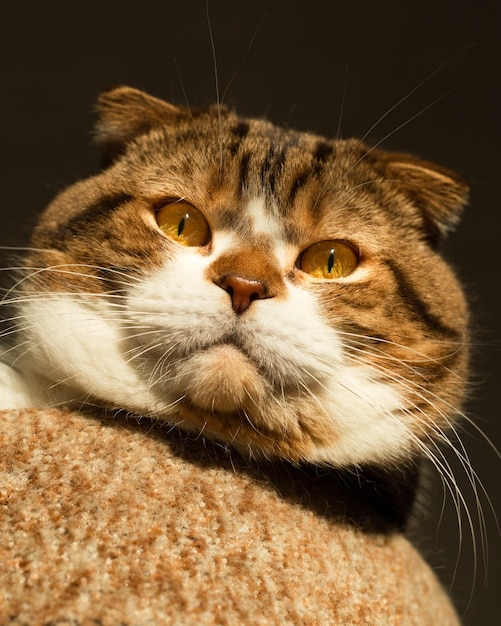 Foto bozal de un gran gato escocés a la luz del sol