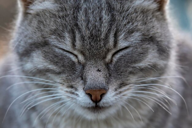 Bozal lindo gato durmiente al aire libre. De cerca.