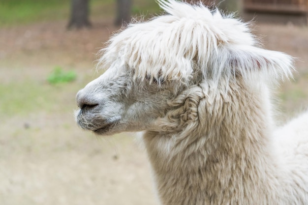 Bozal de llama blanca fondo natural al aire libre