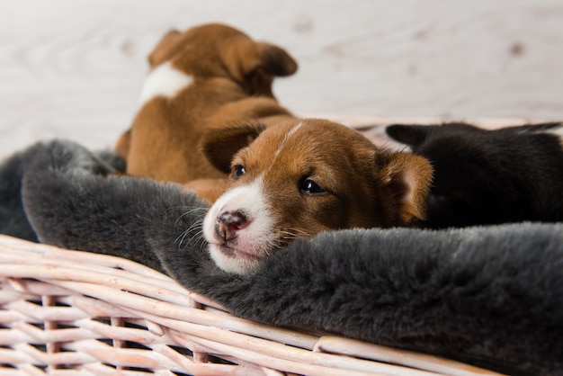 Bozal de perrito somnoliento basenji