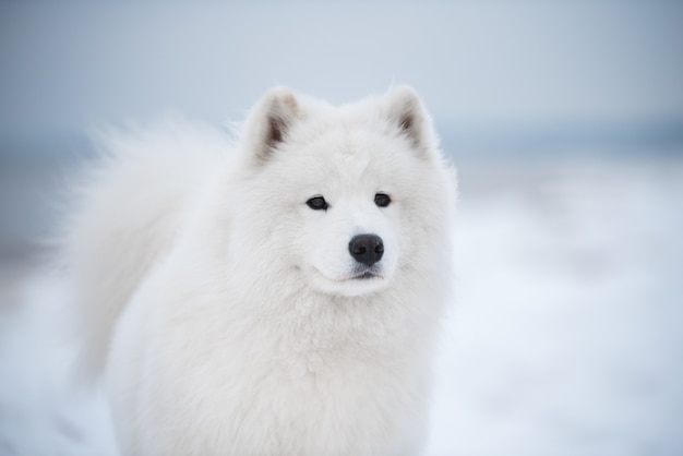 Bozal de perro blanco Samoyedo de cerca está en la playa de Saulkrasti