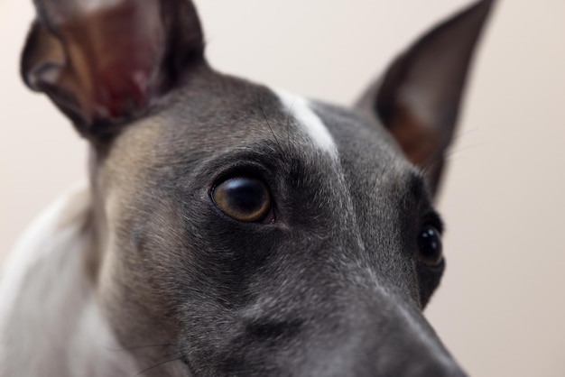 El bozal de un perro Whippet en un hermoso collar de cuero negro con orejas levantadas mira hacia arriba y hacia un lado en un primer plano de fondo gris con detalles