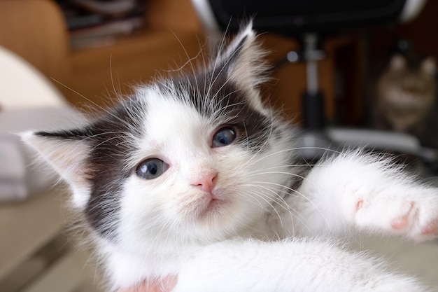 Bozal de un retrato de primer plano de gatito gris