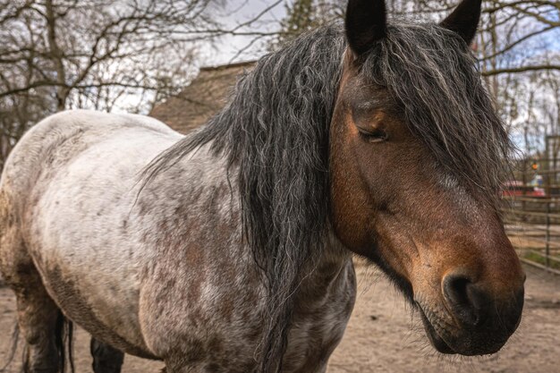 Bozal triste del primer de un pony en un parque zoológico