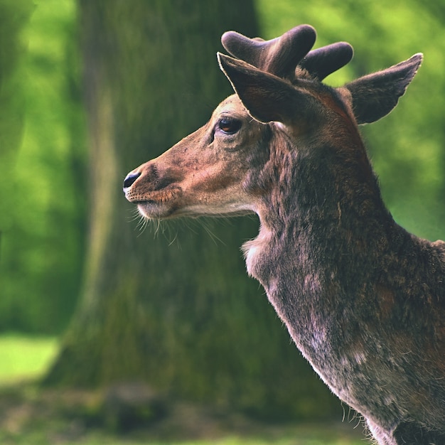 Brache - damhirsch. (dama dama) schöne natürliche hintergrund mit tieren. wald und natur mit sonnenuntergang.