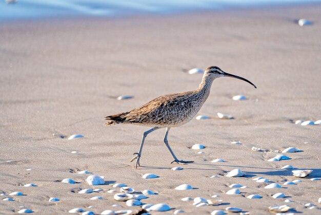 Brachvögel oder Numenius-Vogel, die am Strand spazieren gehen