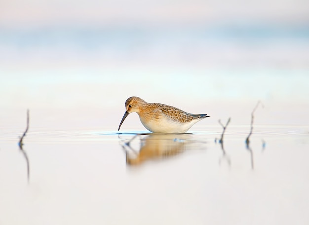 Brachvogel-Flussuferläufer steht im ruhigen Morgenlicht im ruhigen Wasser der Mündung