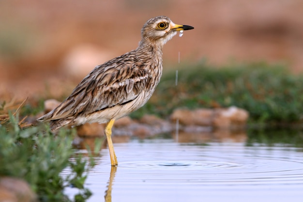 Brachvogel mit den ersten Lichtern der Morgendämmerung an einem Wasserpunkt