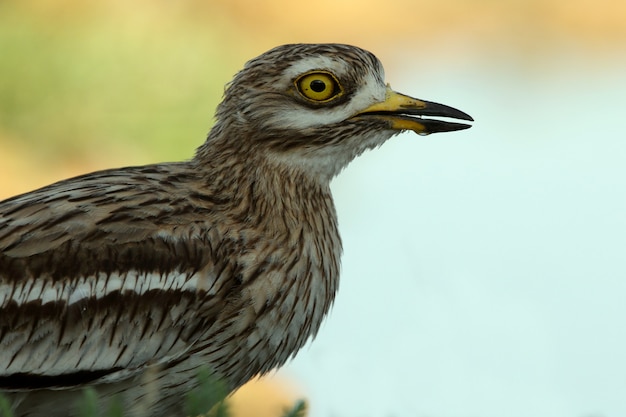 Brachvogel mit den ersten Lichtern der Morgendämmerung an einem Wasserpunkt