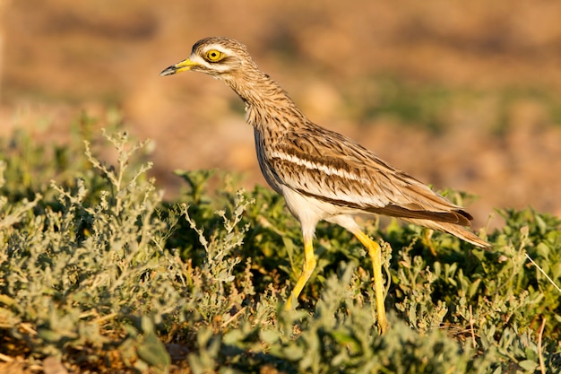 Brachvogel mit den ersten Lichtern der Morgendämmerung an einem Wasserpunkt