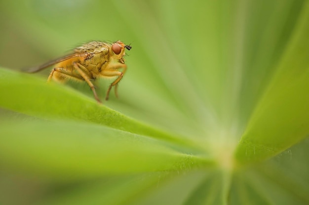 Brachycera-Flügen auf Lupinblättern