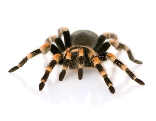 Brachypelma smithi delante de un fondo blanco