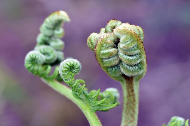 Bracken junge Wedel Pteridium aquilinum