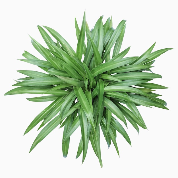 Bracketplant verde aislado en blanco con trazado de recorte planta ornamental xA