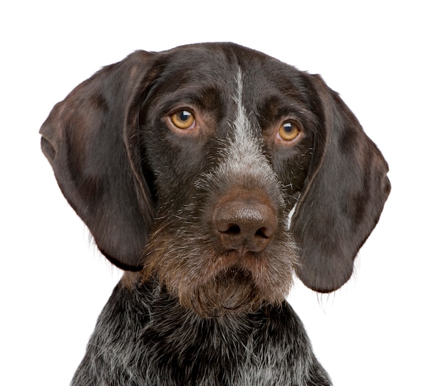 Braco Alemán (4 años)