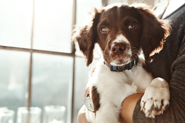 Braços de rosto de cachorro e mulher em casa com amor, cuidado e ligação com animal para amizade pela janela Filhote de estimação abraçado e dono em casa com fundo desfocado de abraço e luz do sol no apartamento