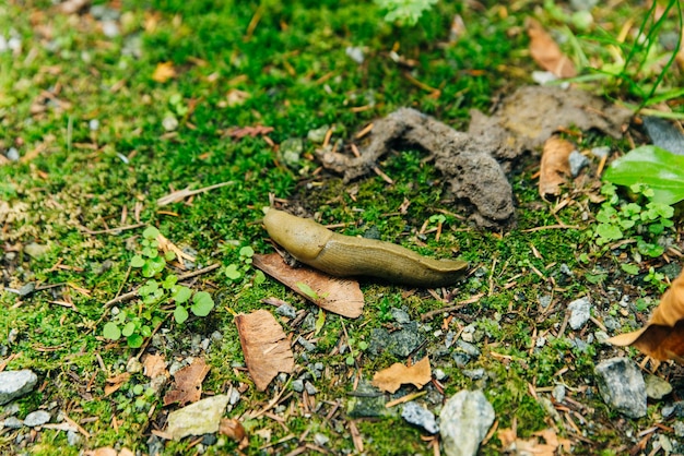 Bräunliche Schnecke in der Waldstreu Kanada