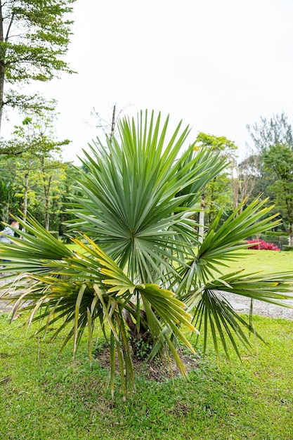 Brahea armata, comúnmente conocida como palma azul mexicana o palma hesper azul