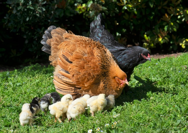 Brahma Huhn und Küken