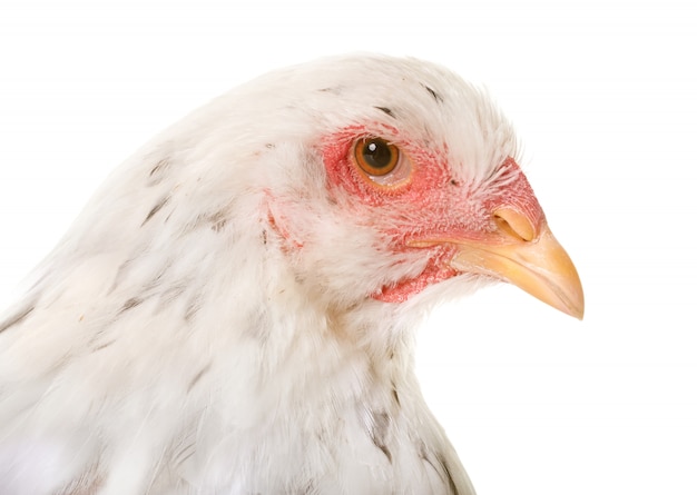 Brahma Huhn