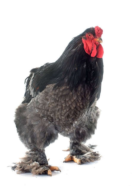 Brahma Huhn