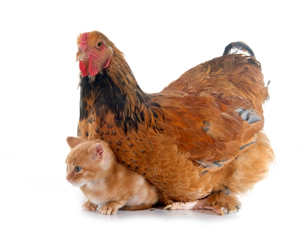 brahma pollo y gatito