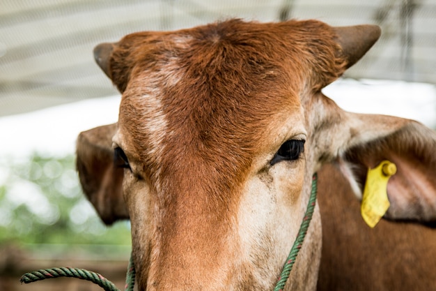 Brahman Cattle in Ställen