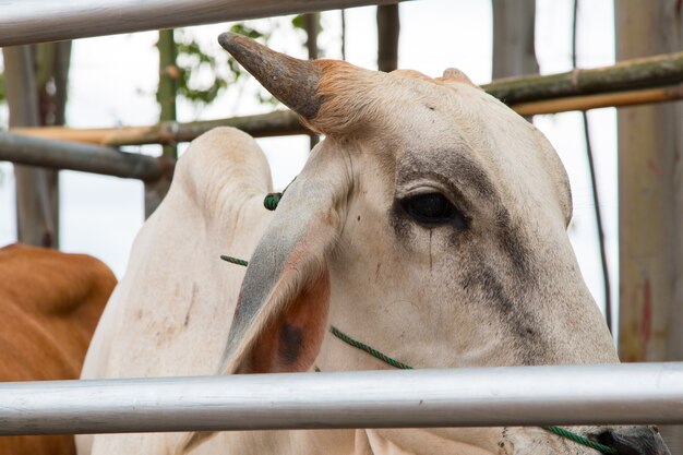 Brahman Cattle in Ställen