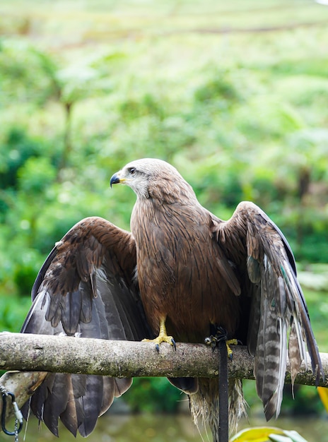 Brahminy Kite Eagle Bird Close-up Detalhes