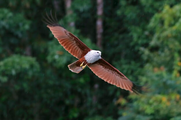 Brahminy Kite Águila de mar con respaldo rojo Haliastur indus Volar bajo la lluvia