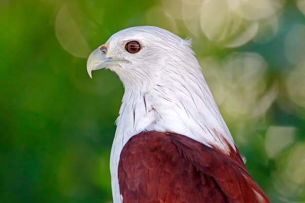 Brahminy Kite Haliastur indus Hermosas aves de Tailandia