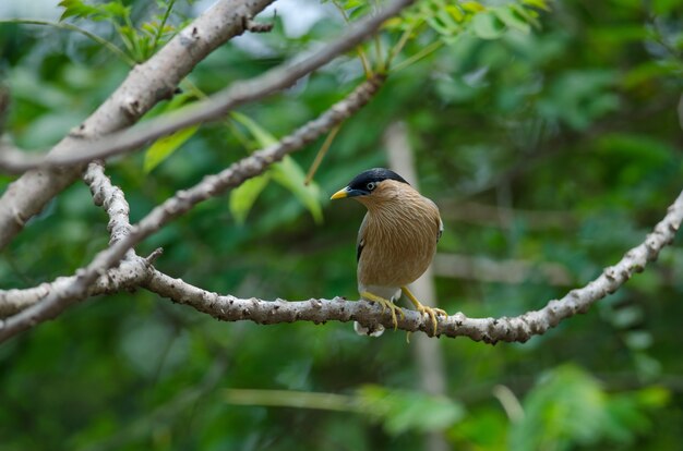 Brahminy Starling en el árbol en la naturaleza