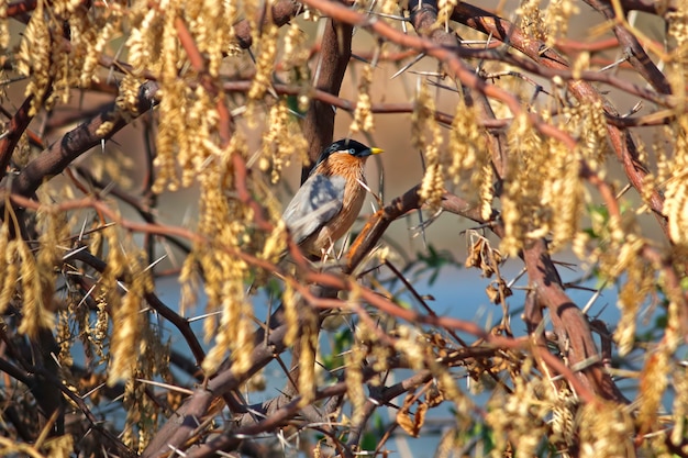 Brahminy starling sturnus pagodarum belas aves da tailândia