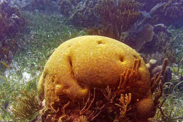 Brain Coral Großes Mayariff in Riviera Maya