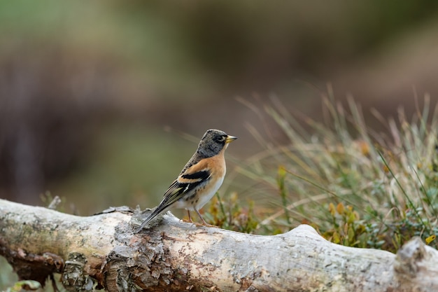 Brambling en un árbol