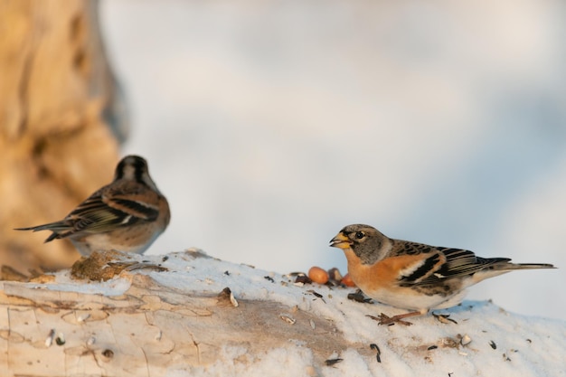 Brambling, fringilla montifringilla. um pássaro pousa na neve.