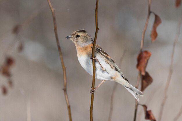 Brambling, fringilla montifringilla, único pássaro no galho