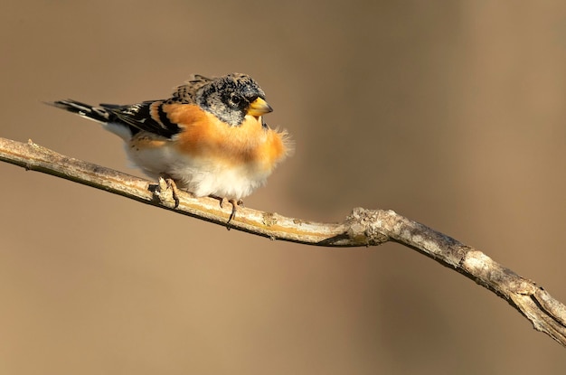 Brambling-Männchen an einem sehr kalten Januartag, der mit dem ersten Licht in einem Eichenwald schneit