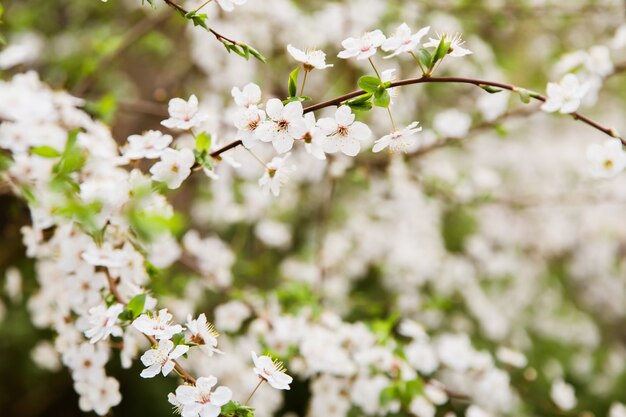 Brancas flores de cereja selvagem florescendo no galho